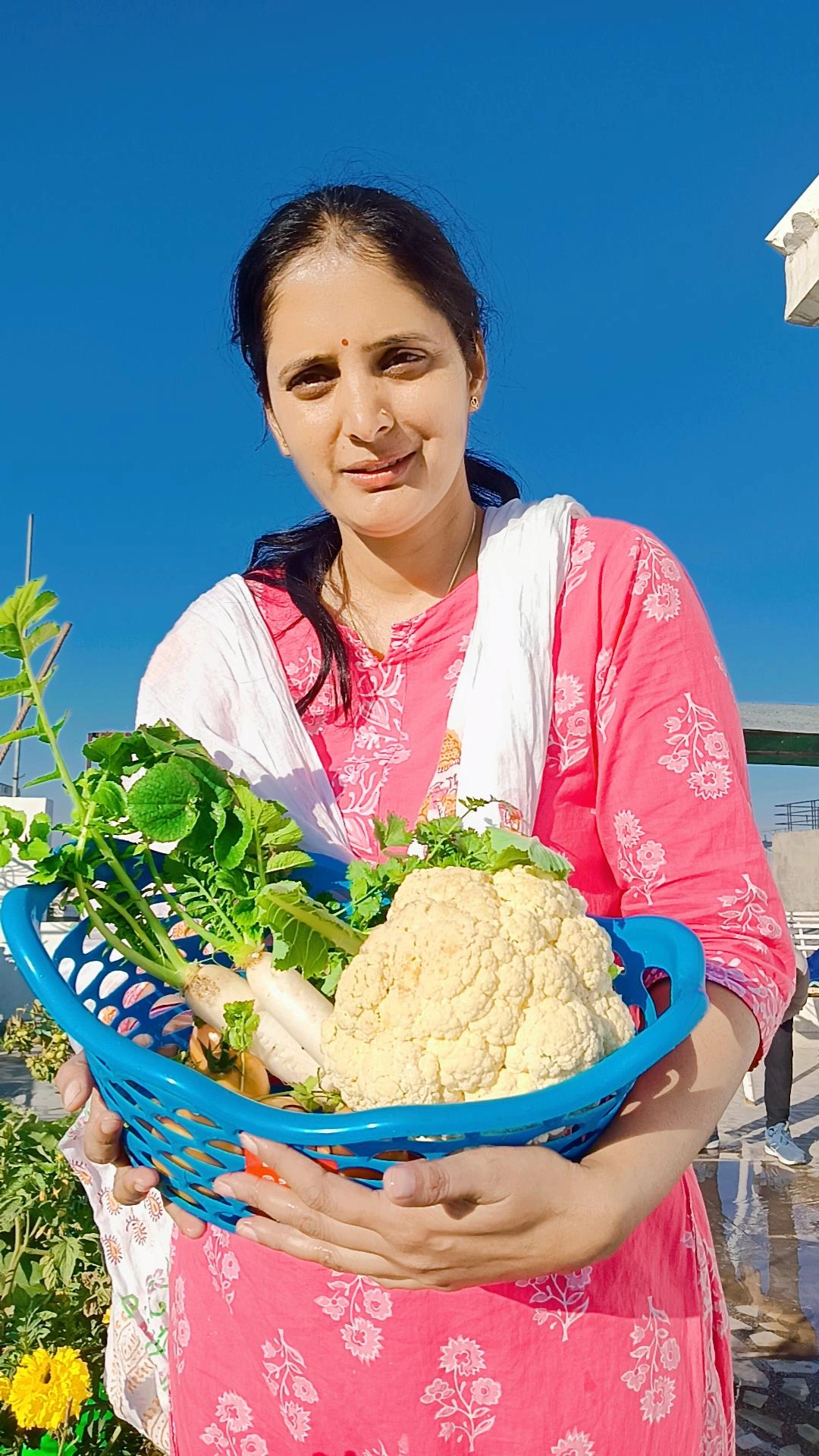 Harvesting organic vegetables