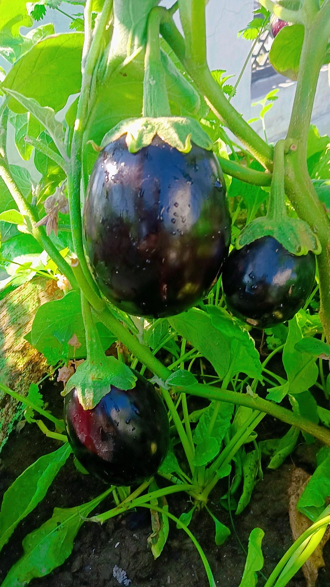 Organic Eggplant