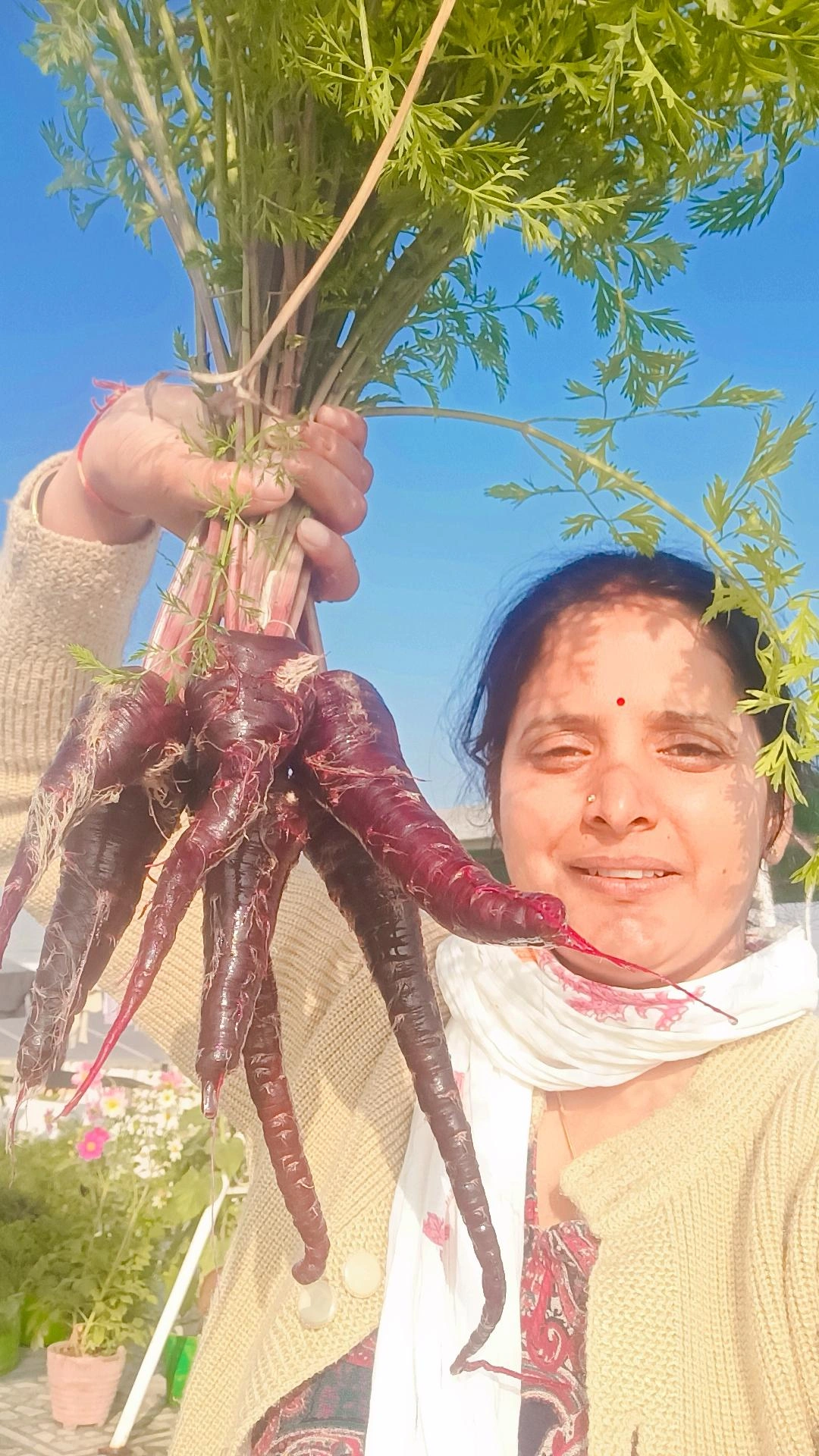 Harvested radish