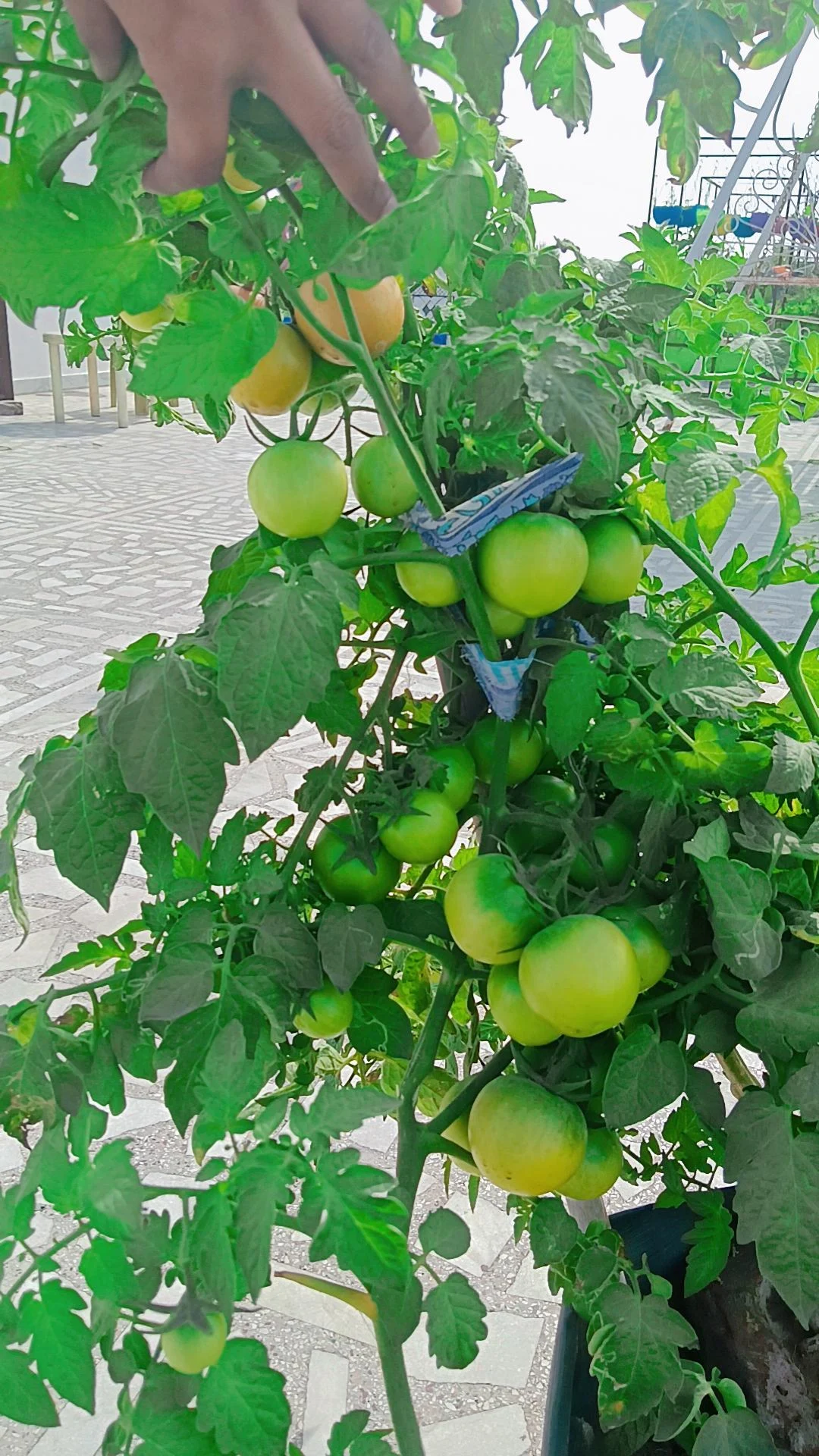 Tomato Plants
