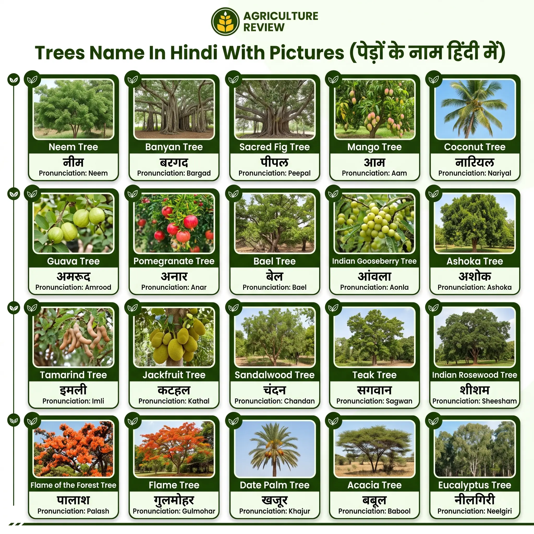 Trees Names in English and Hindi Guide