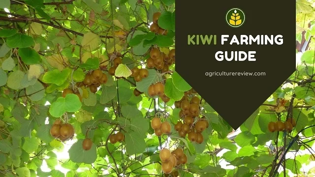 kiwi-farming-procedure