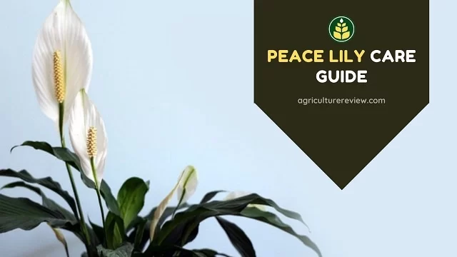 peace-lily-care